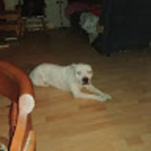 Meet your Posher, Démon